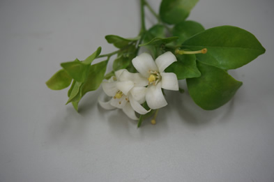 �������ͪ����N��r: 