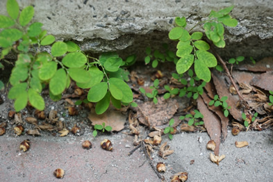 機器產生的替代文字: 丶 : : 丶 Ⅱ 「 飞 ·  ” ㄟ  乀 “  , 丶 