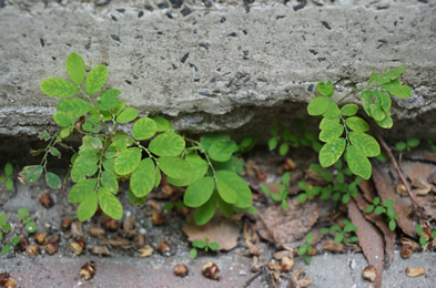 機器產生的替代文字: 