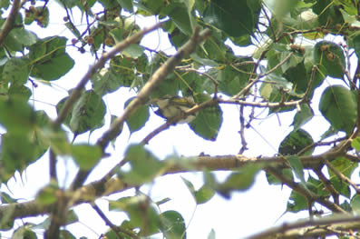 ٥٠١٧٦  رؤيير  ص 